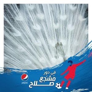 Meet your Posher, Reham elmohasseb